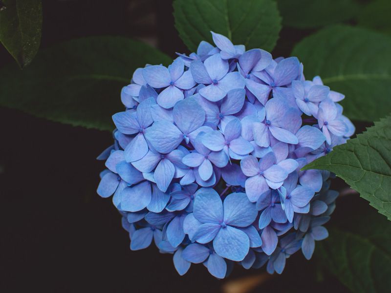 ช่อดอกไฮเดรนเยียเป็นที่นิยม เพราะโทนสีและความเรียบง่าย