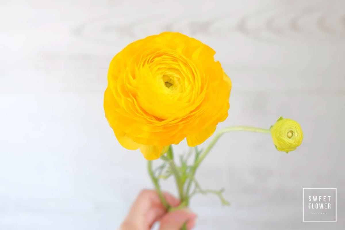 ดอก รานังคิวลัส Ranunculus