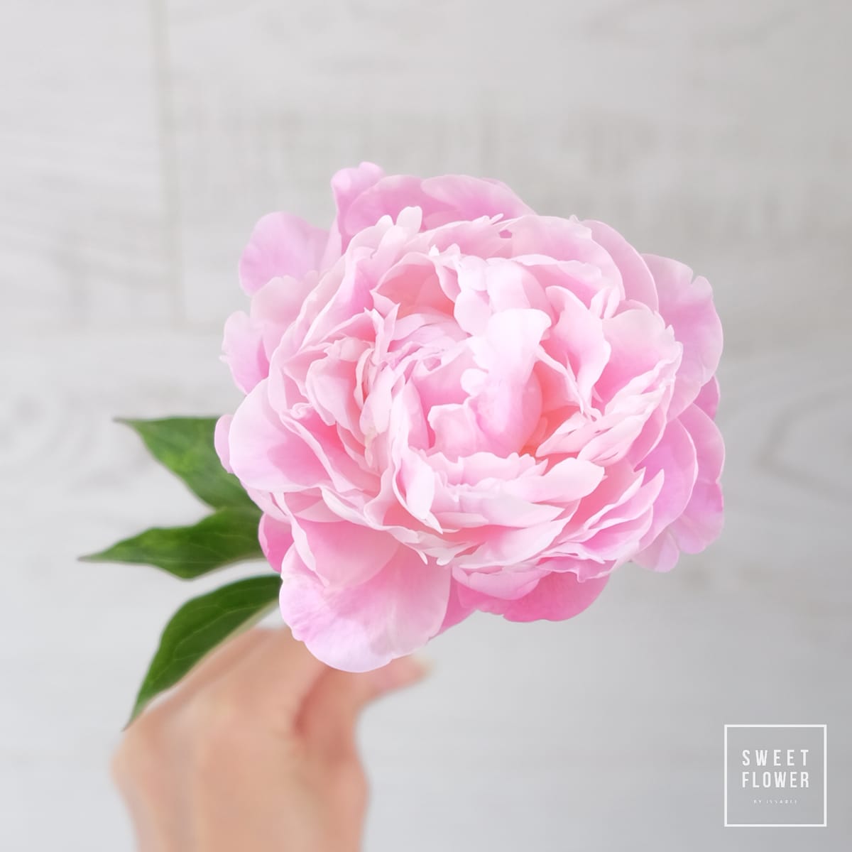 เข้าสู่ฤดูของ peony ดอกโบตั๋น