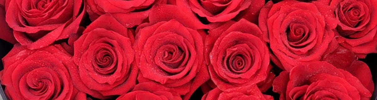 Valentine’s Day 2026