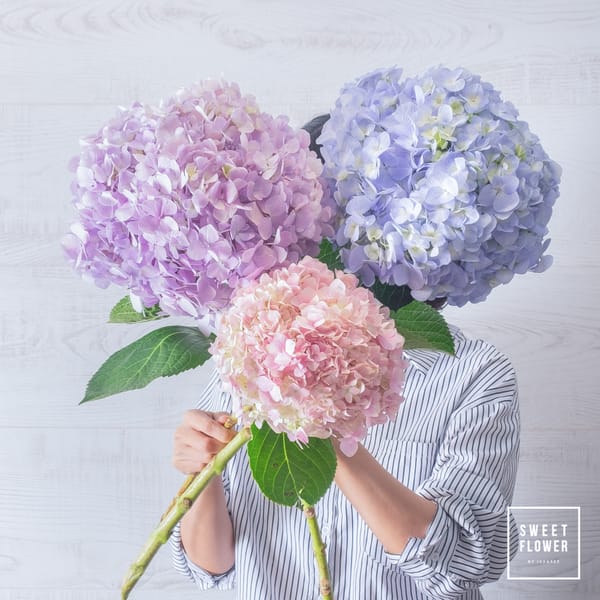 ดอก Hydrangea จากจีน