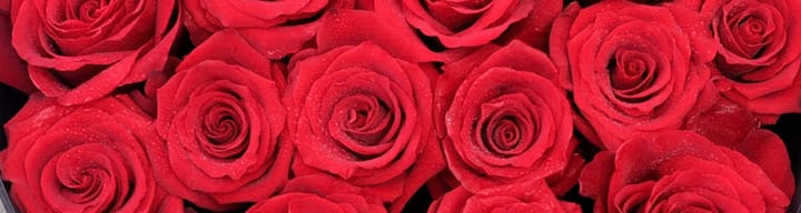 Valentine’s Day 2026