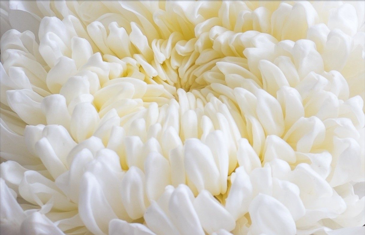 เบญจมาศ Chrysanthemum
